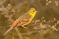 Strnad obecny - Emberiza citrinella - Yellowhammer 1668